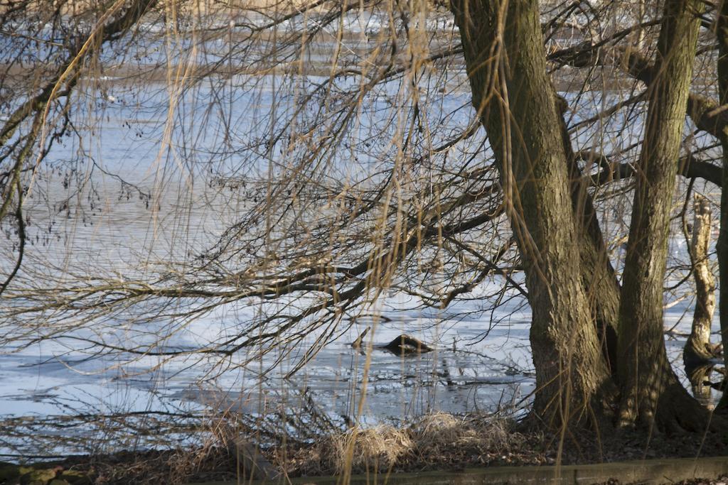 Villa Weissensee ポツダム エクステリア 写真